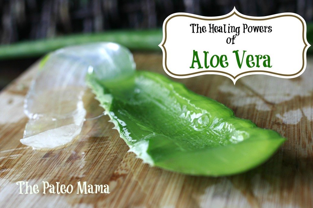 Aloe Vera has more healing properties than most any other plants or 