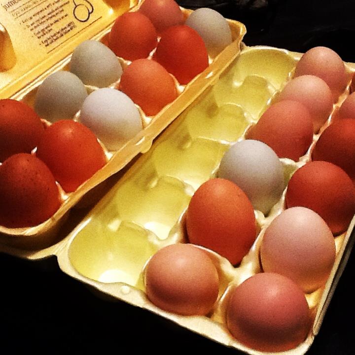 Farm fresh Eggs! 