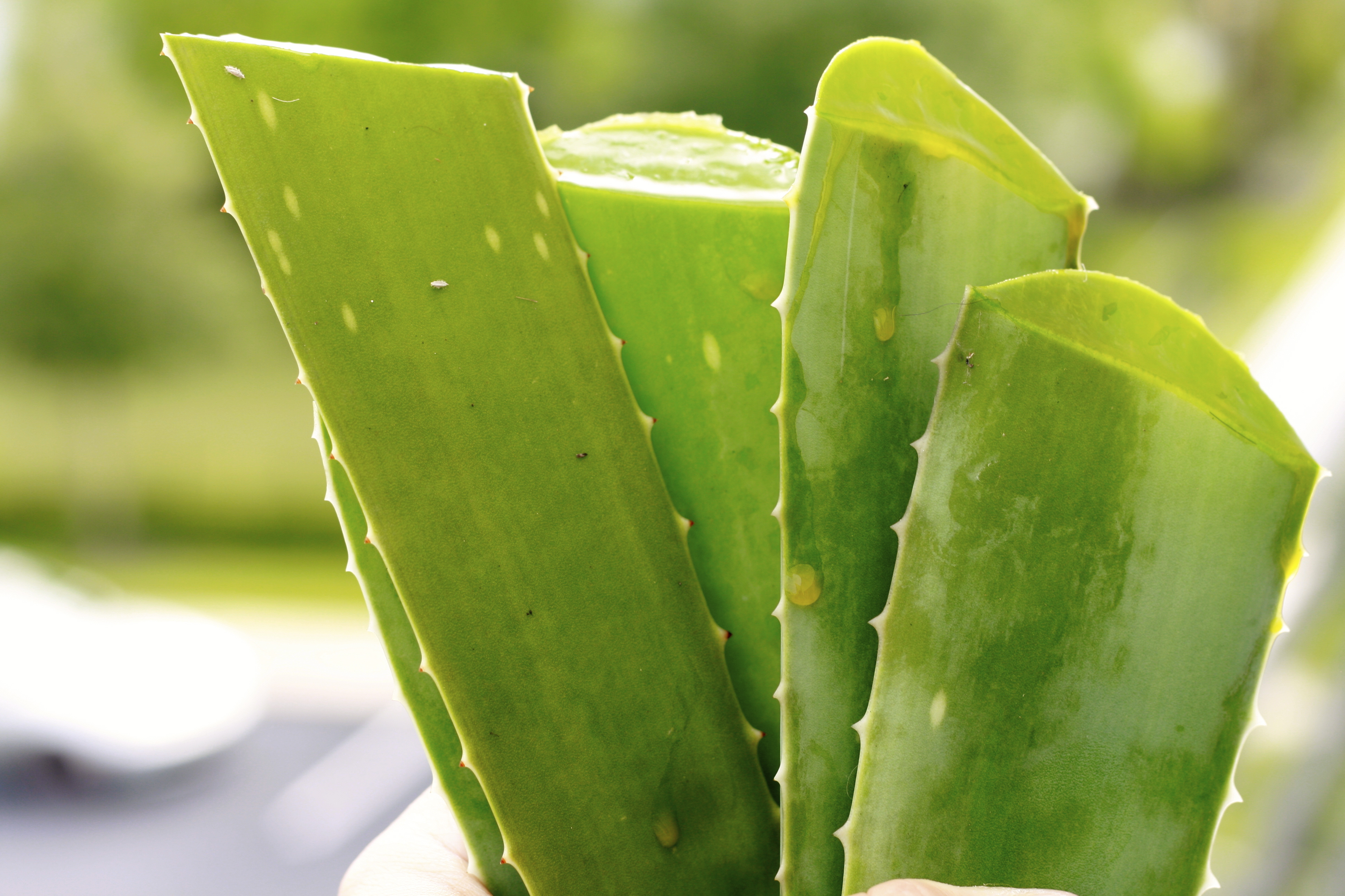 The Healing Powers of Aloe Vera & How to Use it at Home