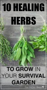 10 Healing Herbs to Grow in Your Survival Garden - The Paleo Mama