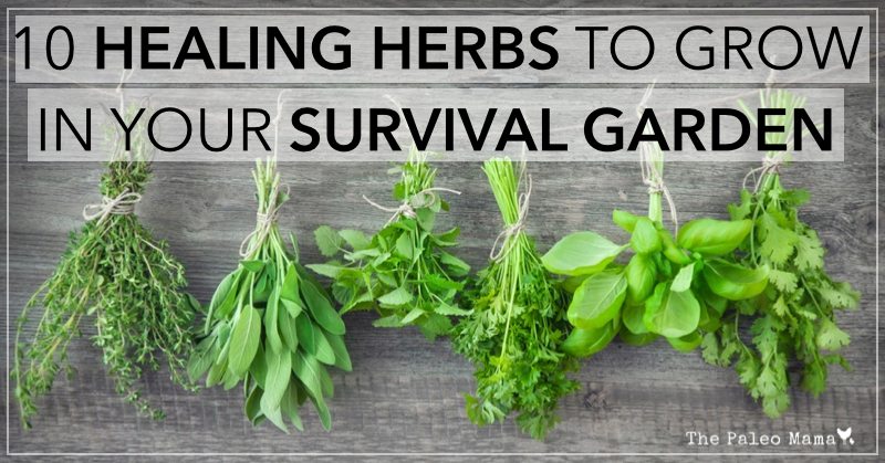 10 Healing Herbs to Grow in Your Survival Garden