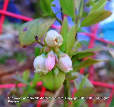 Blueberry  blossoms