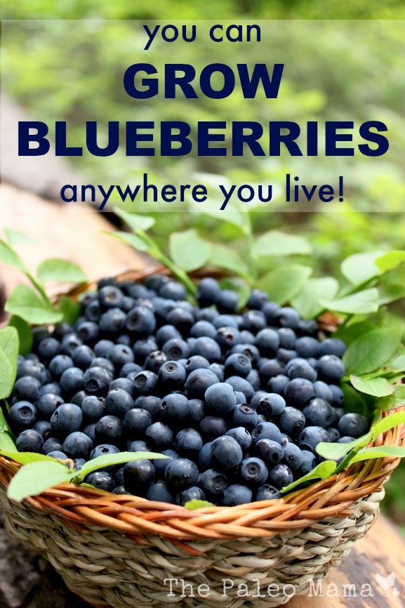 You Can Grow Blueberries | The Paleo Mama