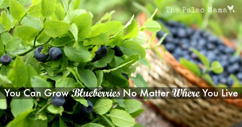You Can Grow Blueberries No Matter Where You Live