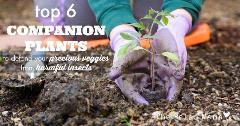 Top 6 Companion Plants to Defend Your Precious Veggies From Harmful Insects