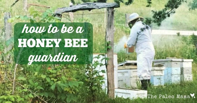 How to Be a Honey Bee Guardian