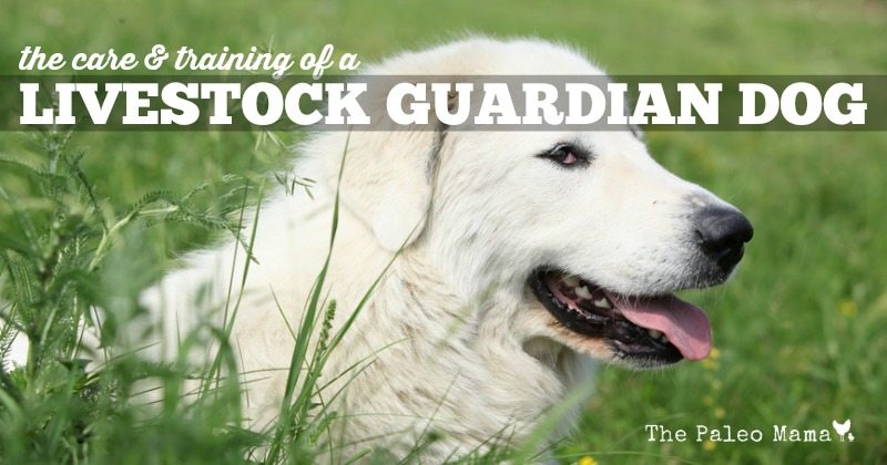 The Training of a Livestock Guardian Dog
