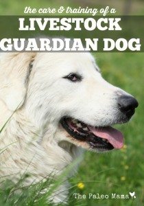 The Training of a Livestock Guardian Dog - The Paleo Mama