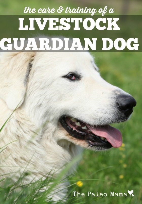 The Training of a Livestock Guardian Dog