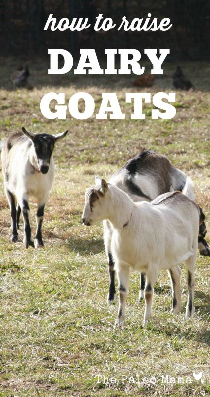 How to Raise Dairy Goats1