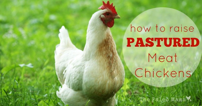 How To Raise Meat Chickens On Pasture The Paleo Mama