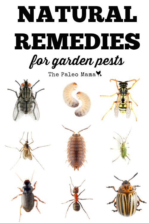 Natural Remedies for Garden Pests The Paleo Mama