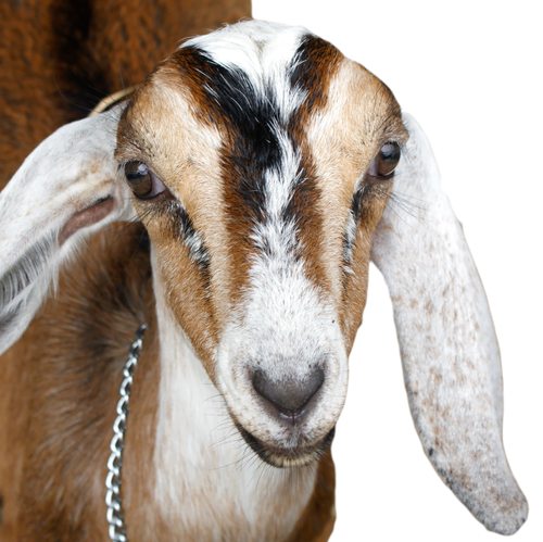 Nubian Goat 