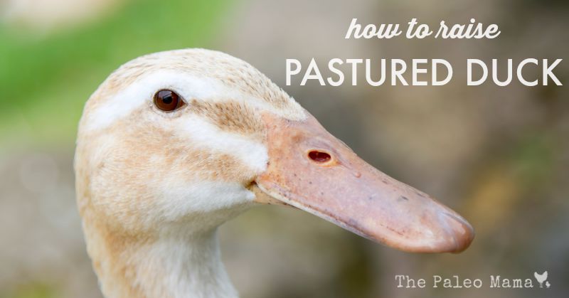 How to Raise Pastured Ducks
