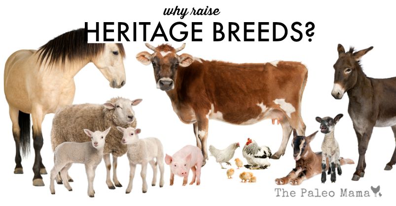 Why Raise Heritage Livestock Breeds?