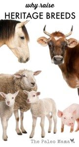 Why Raise Heritage Livestock Breeds? - The Paleo Mama