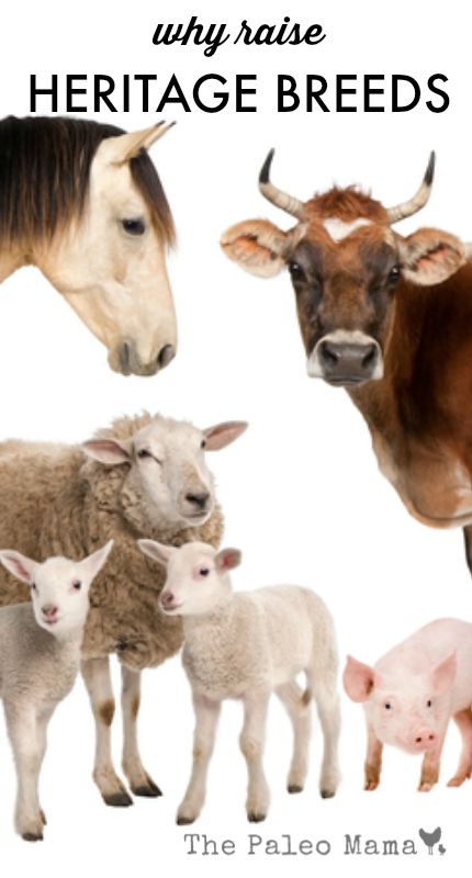 Why Raise Heritage Livestock Breeds
