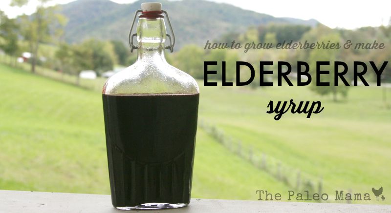 How to Grow Elderberries and make Elderberry Syrup
