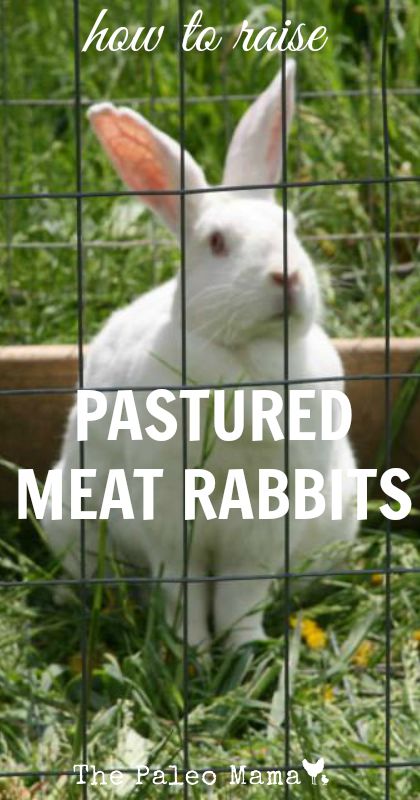 How to Raise Pastured Meat Rabbits
