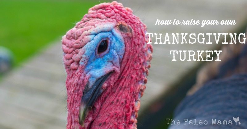 How to Raise Turkeys