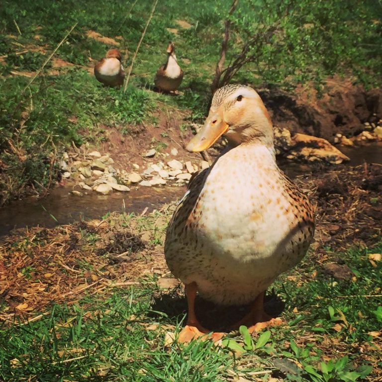 What's the Difference Between Duck Eggs & Chicken Eggs? - The Paleo Mama