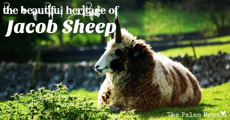The Heritage of Jacob Sheep