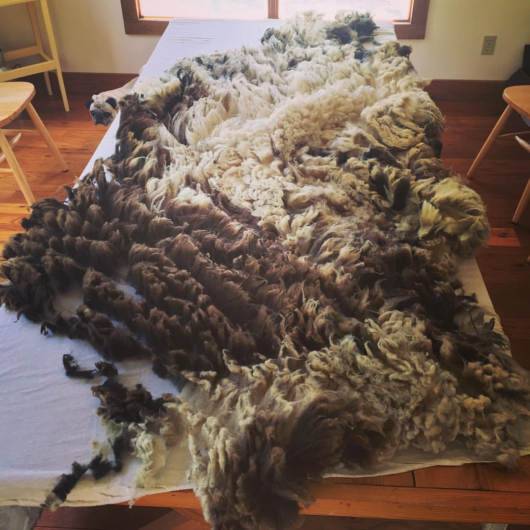 The fleece of one of our Jacob Sheep