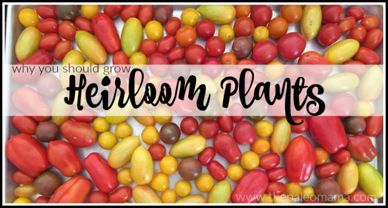 Heirloom Plants – More Than Tomatoes