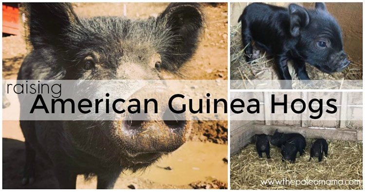 American Guinea Hogs – The Perfect Homestead Pig