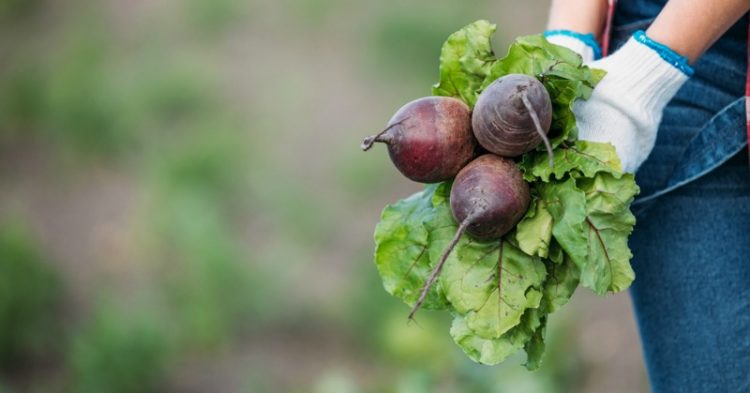 Why Beets are One of the Best Foods You Can Eat