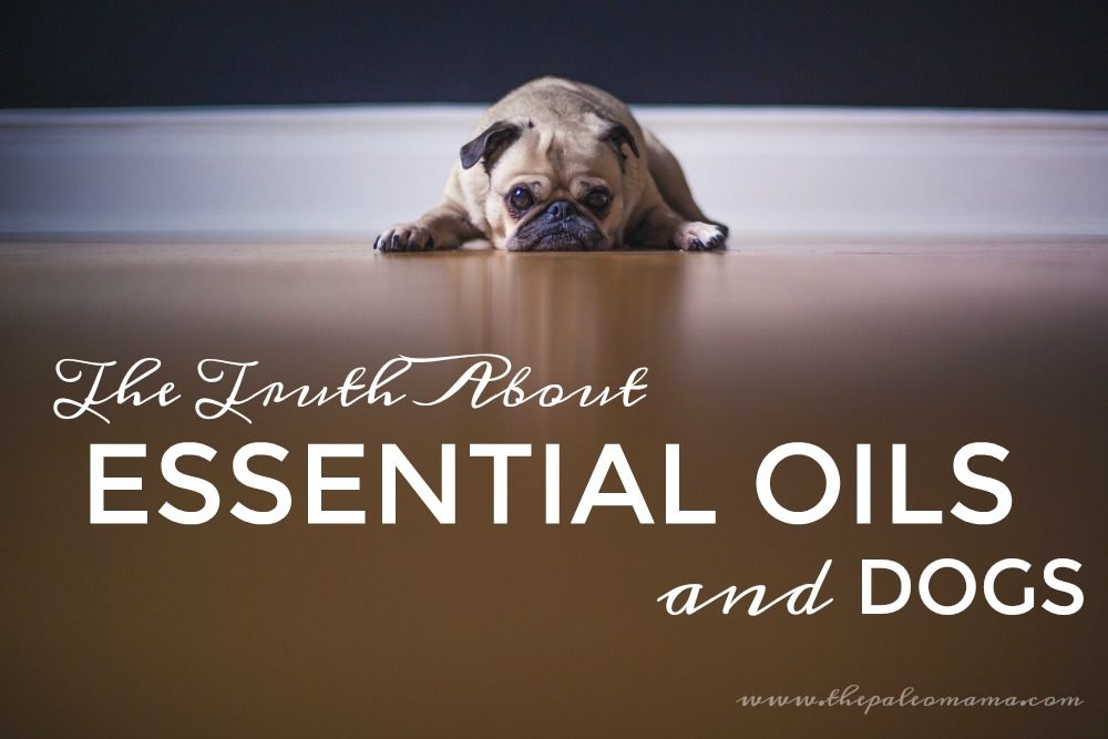 The Truth About Essential Oils and Dogs