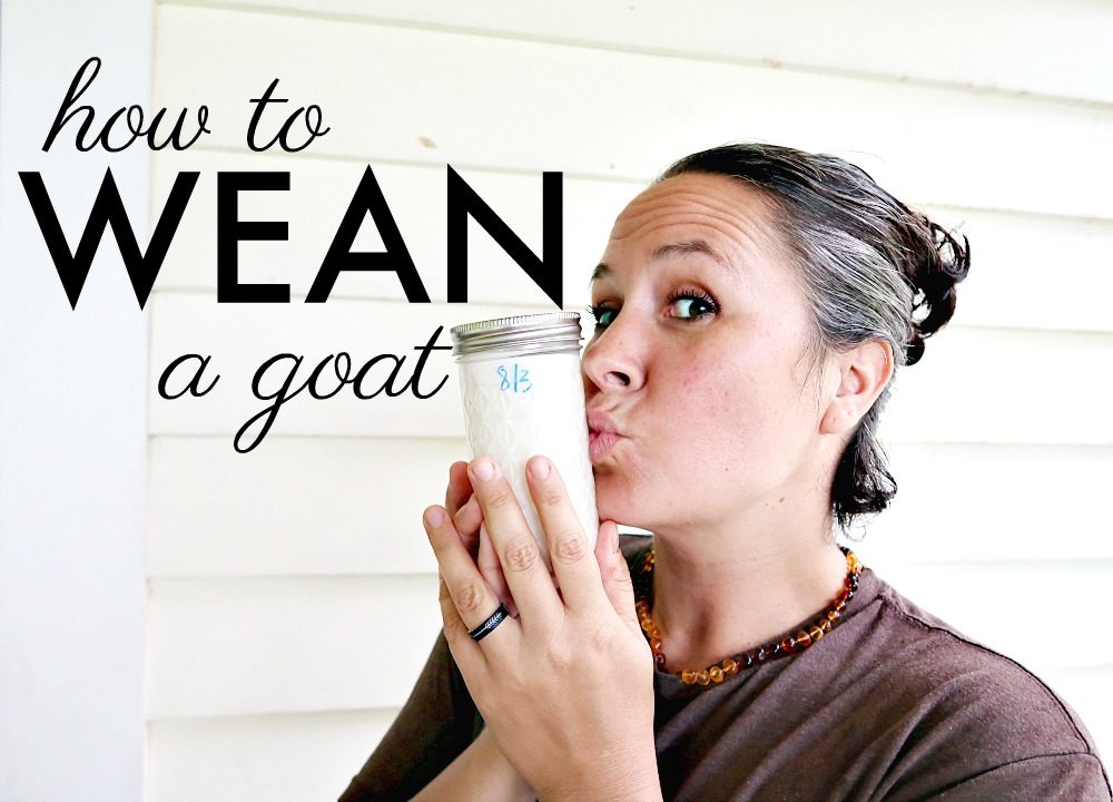 How to Wean a Goat