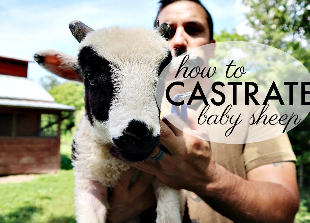 How to Castrate Sheep