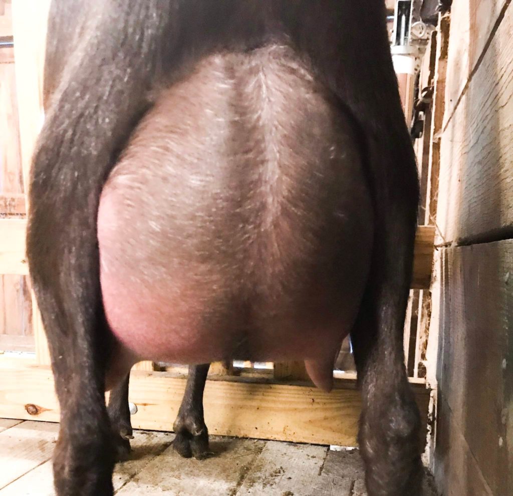 FullSizeRender Poppy's dam's udder at first freshening!