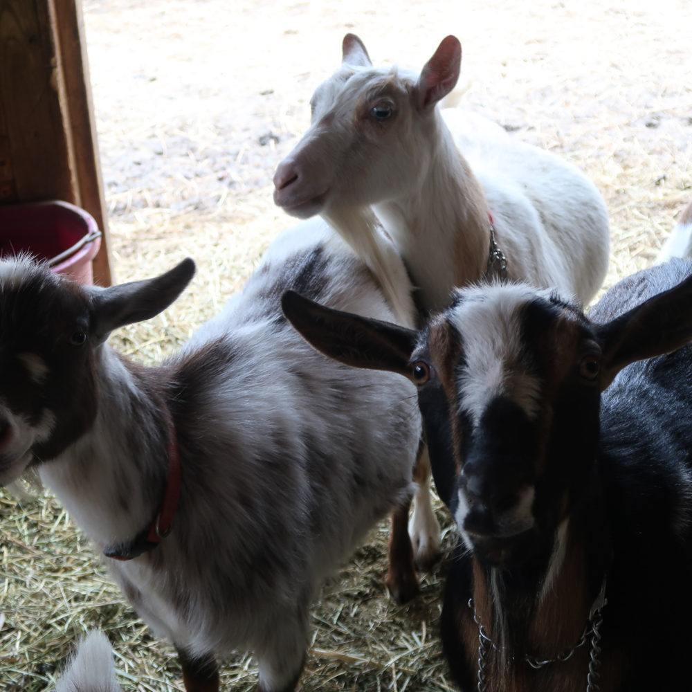 Goats for Sale