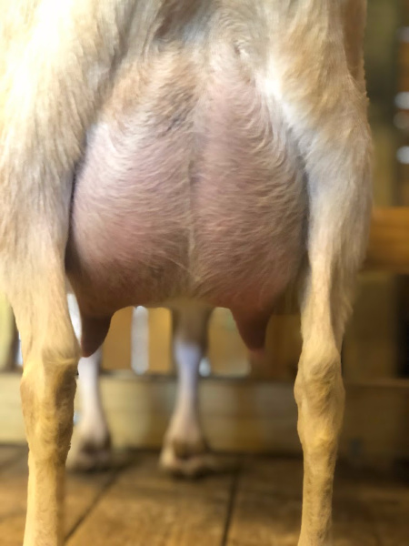 IMG_6600 Dam's Udder