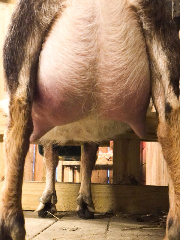 IMG_9703 Dam's udder