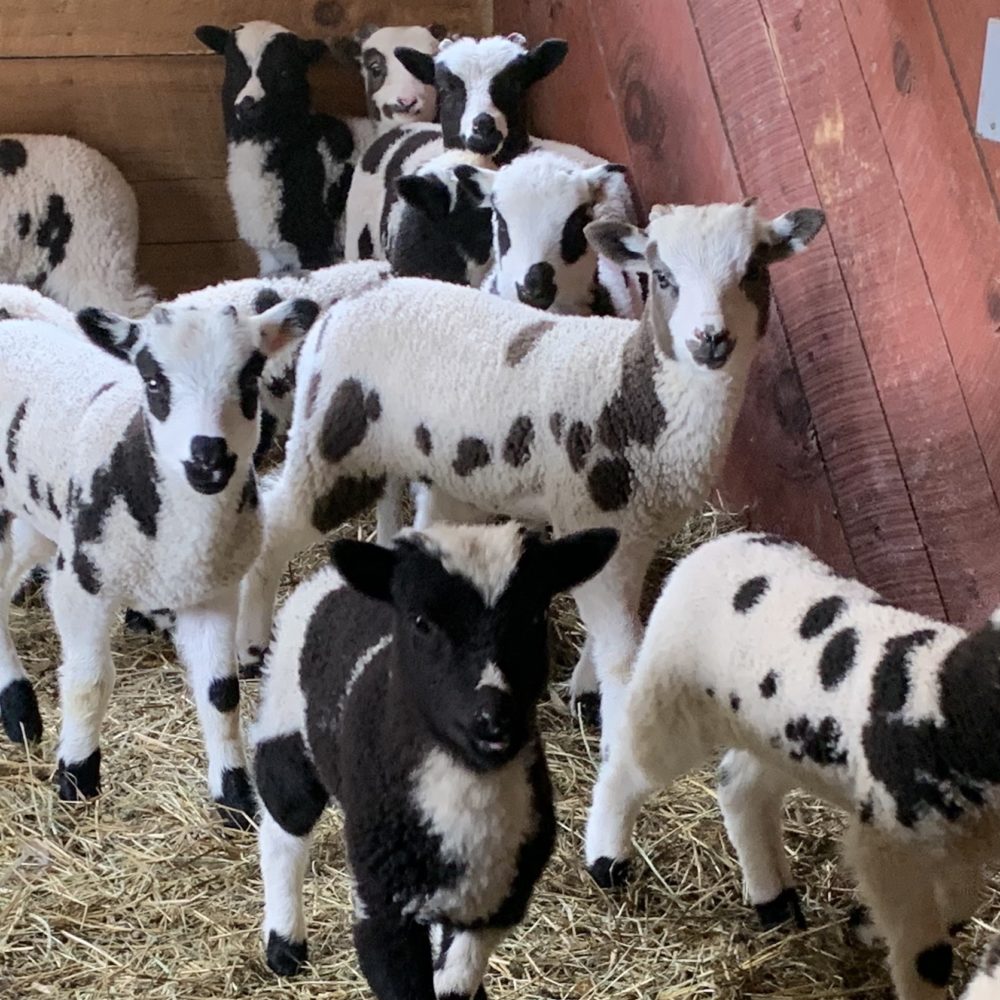 American Jacob Sheep for Sale!