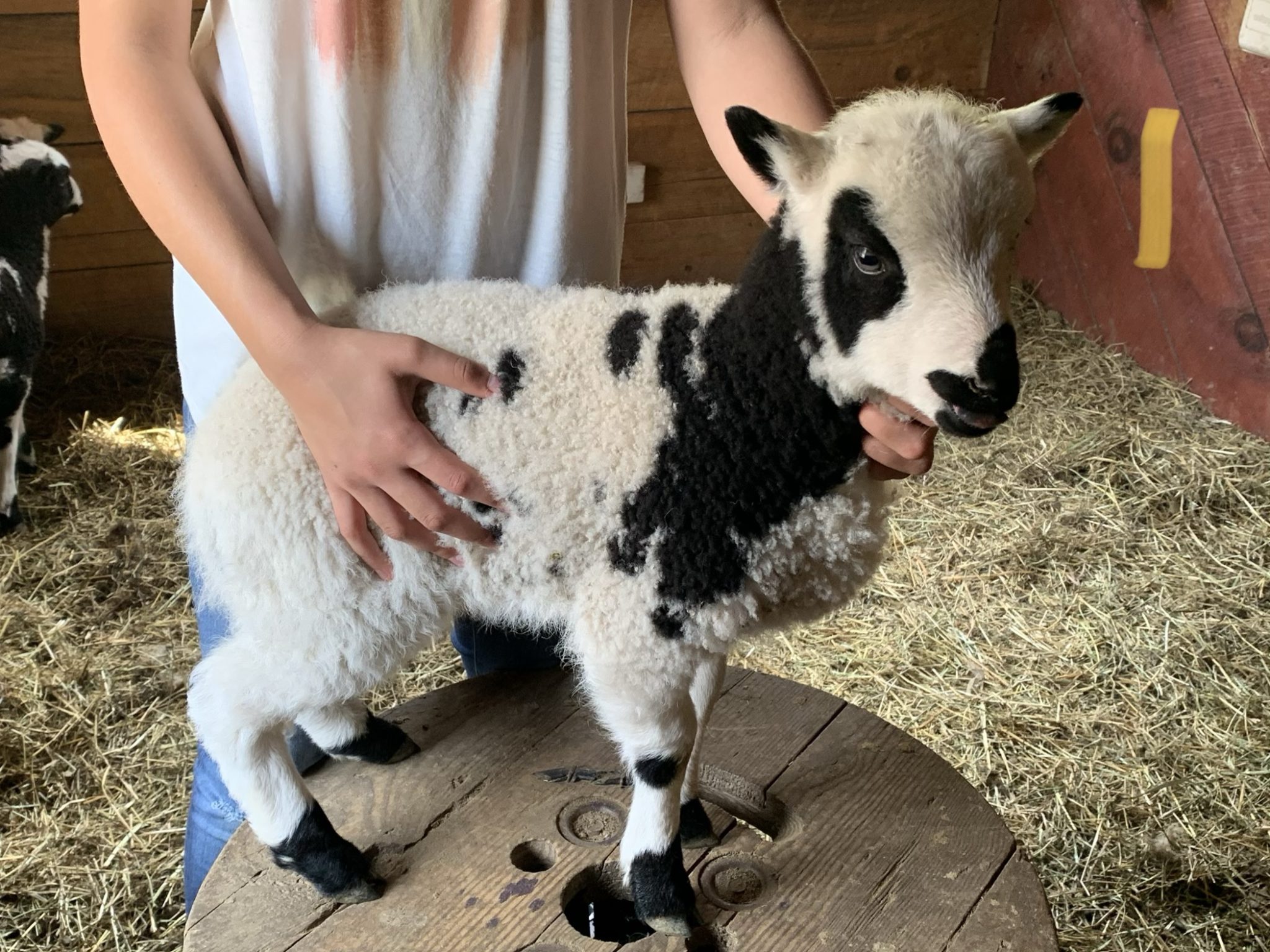 American Jacob Sheep for Sale! The Paleo Mama